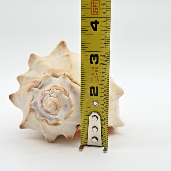 Vintage Lightning Whelk Conch Seashell Estate Beach Decor Aquarium 6.5"vi - Picture 9 of 9